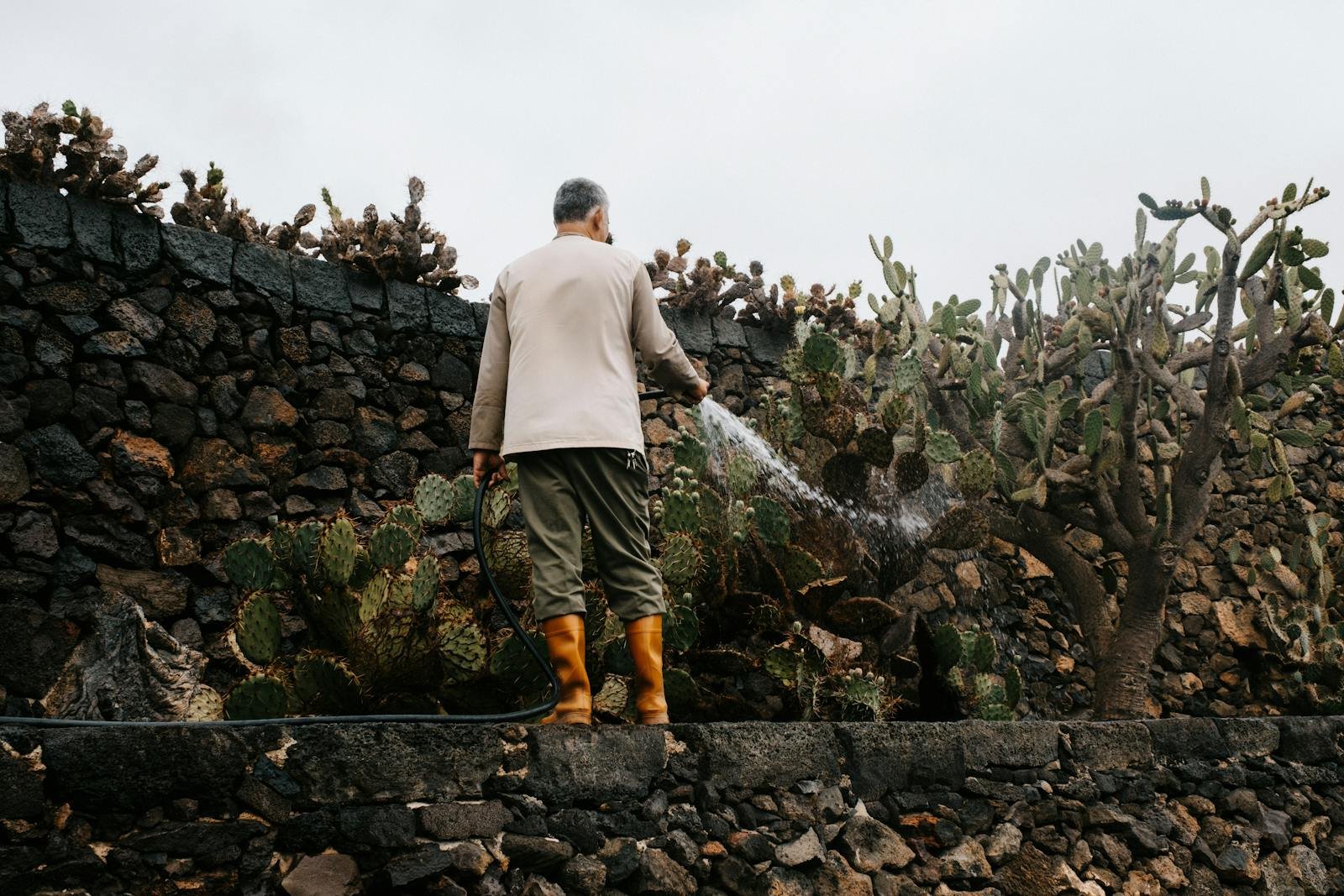 A man waters cacti among volcanic rock walls, capturing the unique Lanzarote landscape.